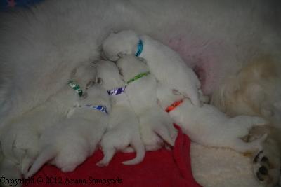 Everyone at the milk bar